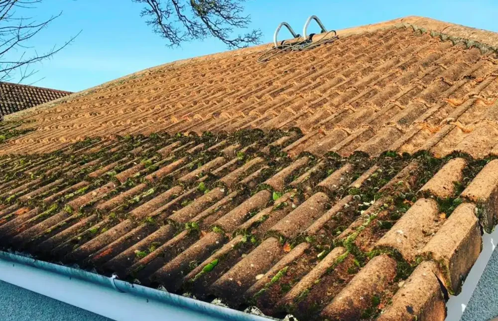 moss growing on a roof