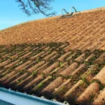 moss growing on a roof