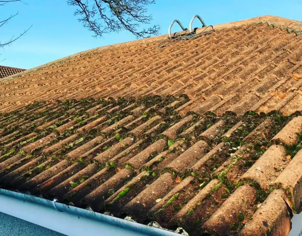 moss growing on a roof